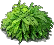 Plant - Northern Maidenhair Fern