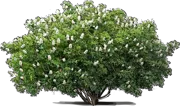 Plant - California Buckeye