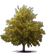 Plant - Big Buckeye