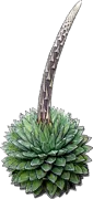 Plant - Queen Victoria Agave