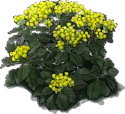 Plant - Gold and Silver Chrysanthemum