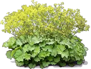 Plant - Lady\u0027s Mantle