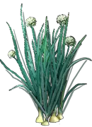 Plant - Onion