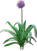 Plant - Leek