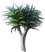 Plant - Tree aloe