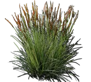 Plant - Shortawn foxtail