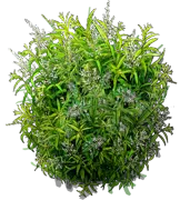 Plant - Lemon verbena