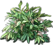 Plant - Shell ginger \u0027Variegata\u0027