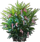 Plant - Shellplant