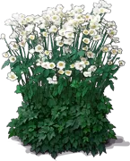 Plant - Japanese Anemone \u0027Honorine Jobert\u0027