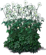 Plant - Japanese Anemone \u0027Whirlwind\u0027