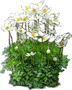 Plant - Snowdrop Windflower