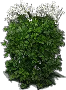 Plant - Thimbleweed
