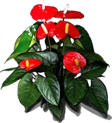 Plant - Tailflower