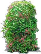 Plant - Coral Vine