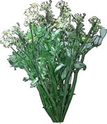 Plant - Celery