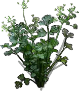 Plant - Leaf celery
