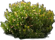 Plant - Strawberry tree \u0027Elfin King\u0027