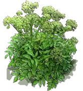Plant - Angelica