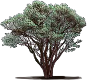 Plant - Big Berry Manzanita