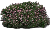Plant - Bearberry \u0027Vancouver Jade\u0027