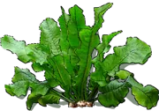 Plant - Horseradish