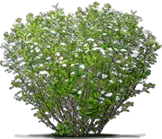 Plant - Purple Chokeberry