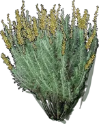 Plant - California sagebrush