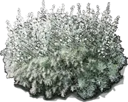 Plant - Wormwood \u0027Nana\u0027