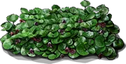 Plant - European Wild Ginger