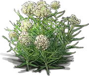 Plant - Antelope\u002DHorns Milkweed