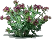Plant - Heartleaf Milkweed