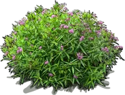 Plant - Swamp milkweed