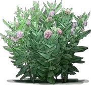 Plant - Showy Milkweed