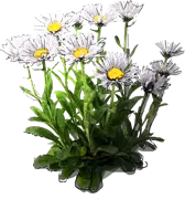 Plant - Aster Alpinus \u0027White\u0027