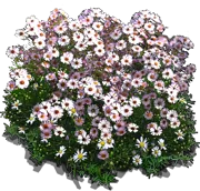 Plant - Michaelmas Daisy \u0027Lovely\u0027