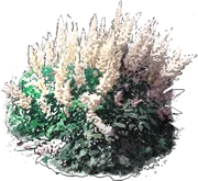 Plant - False Goatsbeard