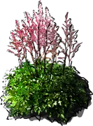 Plant - Astilbe simplicifolia hybrid Hennie Graafland