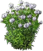 Plant - Monarda fistulosa