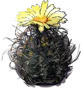 Plant - Astrophytum capricorne