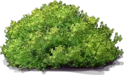 Plant - Dwarf Chapparal\u002DBroom