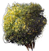 Plant - Chinese barberry
