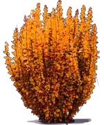 Plant - Japanese barberry \u0027Golden Tower\u0027