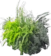 Plant - Japanese barberry