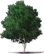 Plant - Betula \u0027Silver Shadow\u0027