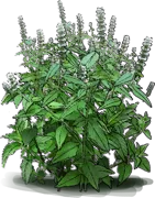 Plant - Hairy Woodmint