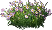Plant - Boltonia asteroides Masbolimket Jim Crockett
