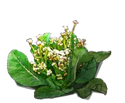 Plant - Orange cauliflower