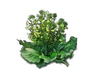 Plant - Broccoli