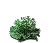 Plant - Romanesco cauliflower